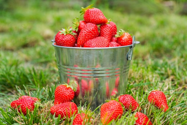 Bucket of freshly picked strawberries in summer garden