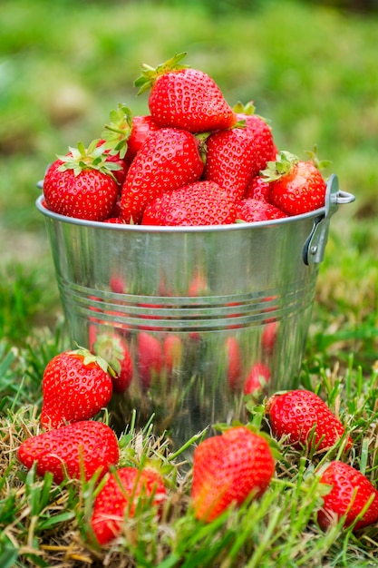 Bucket of freshly picked strawberries in summer garden
