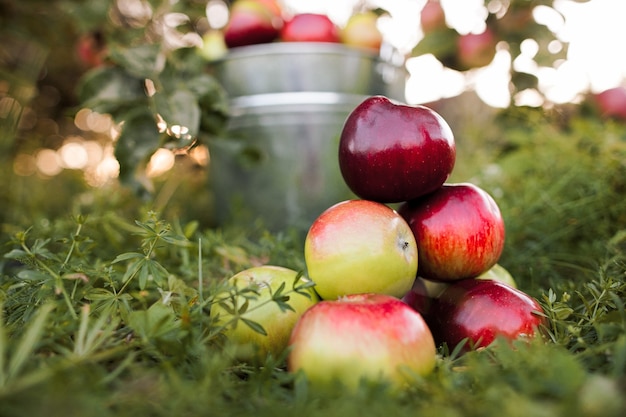 Bucket full of ripe apples is in the garden grass in the rays of sunset