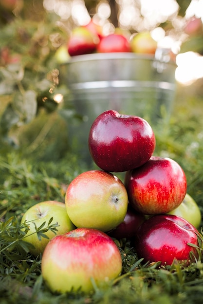 Bucket full of ripe apples in sunset