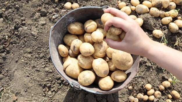 Ведро нового урожая картофеля в саду сверху. Молодой ранний картофель женскими руками собирают в ведра на огороде, деревенской деревенской жизни.