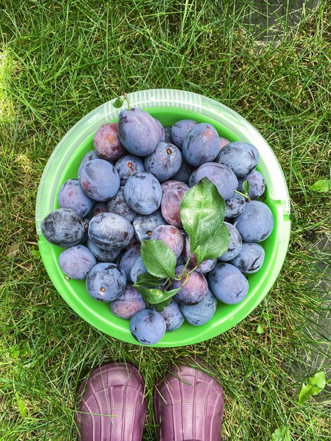 A bucket of plums on the ground in the garden rich harvest