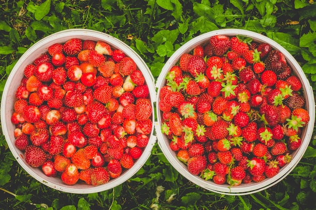 Bucket of ripe bright strawberry