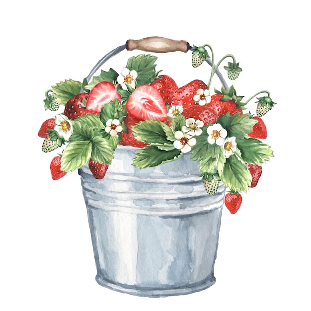 Ведро клубники Акварель деревенская иллюстрация сбора ягод в саду