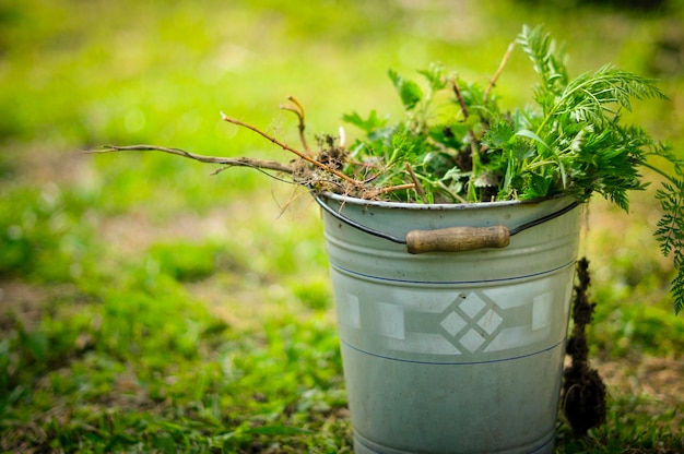 Photo bucket of weeds on the lawn. removing weeds in the garden