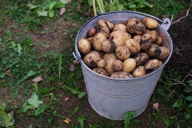 Bucket with fresh crop of potatoes on the farm