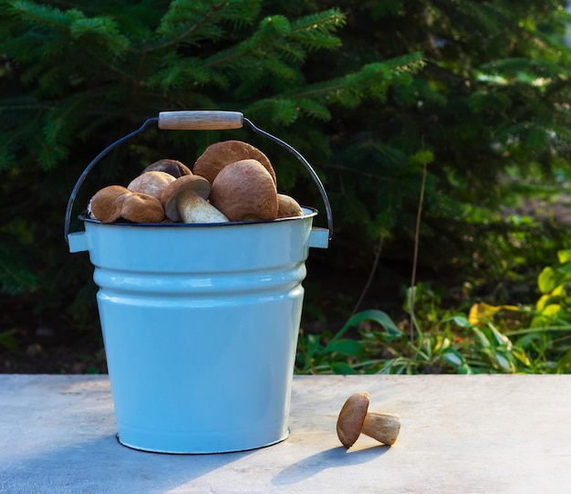 Bucket with porcini mushrooms on a natural green background with a copy space