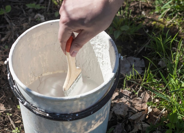 Bucket with whitewash for bleaching tree trunks from insects