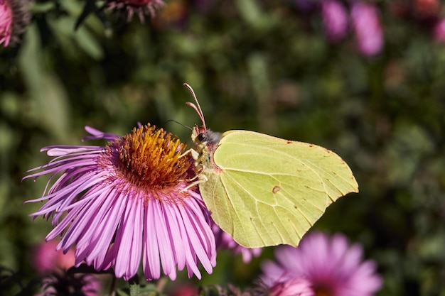 La farfalla dell'olivello spinoso o la farfalla del limone lat gonepteryx rhamni raccoglie il nettare dai fiori