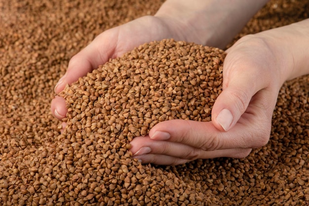 Buckwheat background texture of buckwheat groats roasted buckwheat in the hands concept of food cris