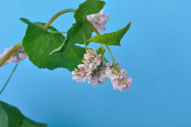 Buckwheat in bloom on blue background