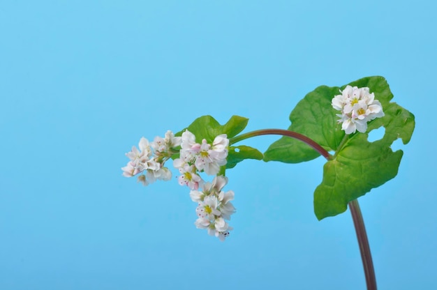 Buckwheat in bloom on blue background