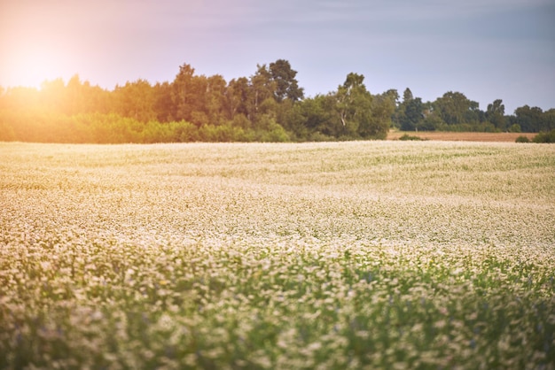 Buckwheat field Panoramic summer view of buckwheat flower plantation Agriculture concept