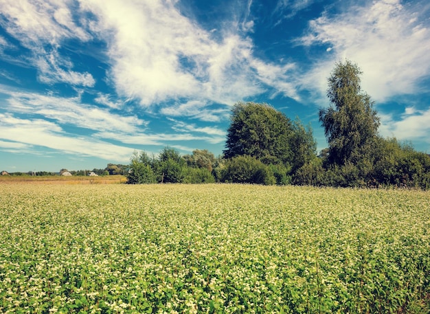 Buckwheat veld in het daglicht Natuur achtergrond