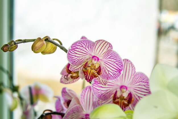 Bud bella orchidea a strisce della stanza dei fiori