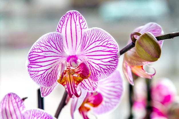 Bud beautiful flower room striped orchid