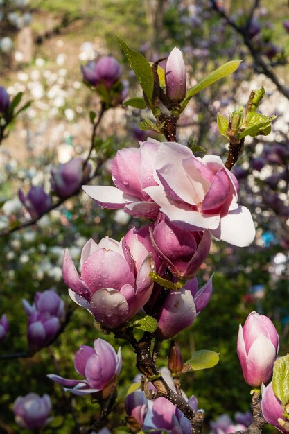 Bud of beautiful spring magnolia