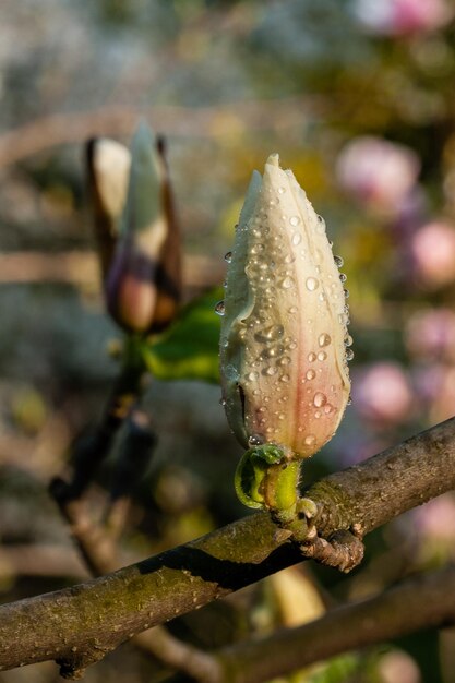 Bud of beautiful spring magnolia