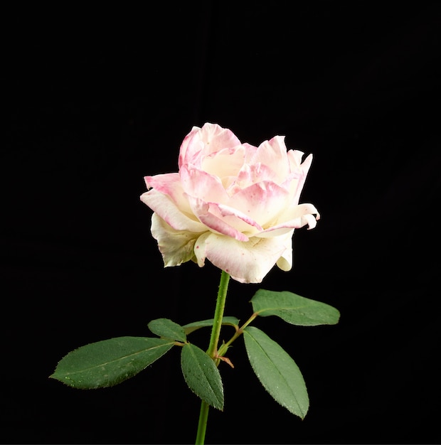 Bud of a blooming pink rose with green leaves on black