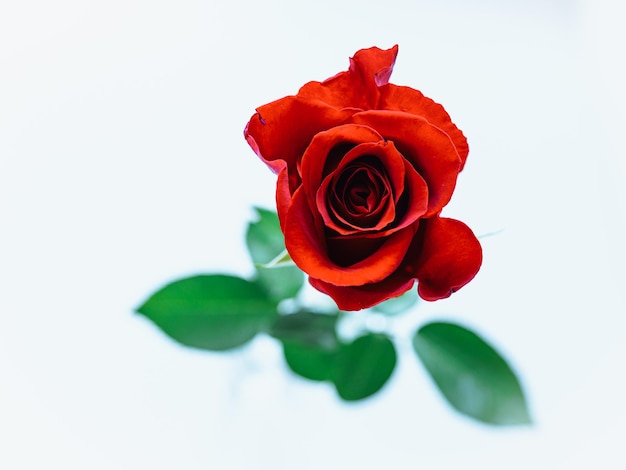 Бутон цветущей красной розы, срезанный цветок, вид сверху на светлом фоне