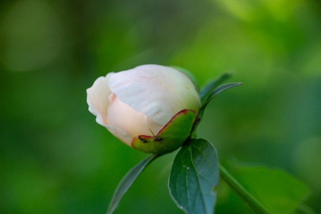 Bud of blooming white peony flower on a summer sunny day macro photography