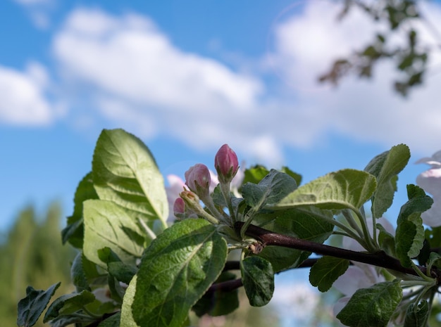 A bud on a branch of a blossoming apple tree against a blue sky