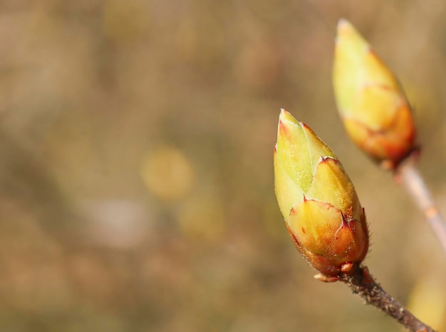 Bud on a branch on a yellow background