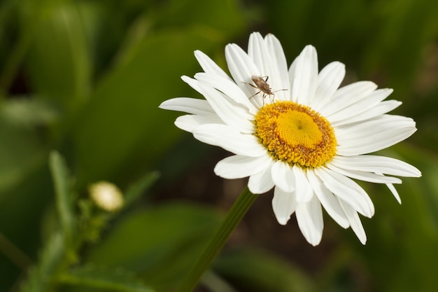 自然な背景がぼやけたカモミールの芽