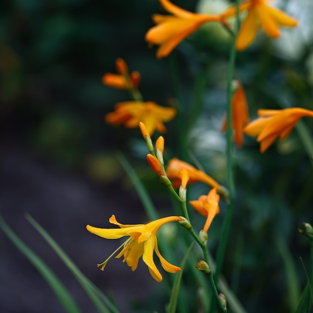 つぼみクロコスミア庭の花