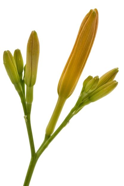 Bud of daylily isolated on white background