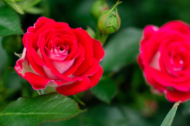 The bud and flower of a bright red rose of the Schone Koblenzerin variety