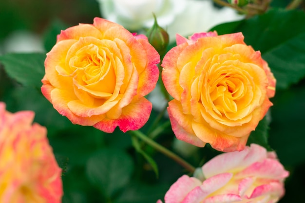 Bud and flower of a bright yellow-pink rose