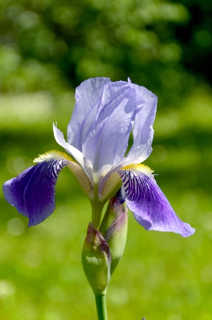 Bud lila iris mooie bloem in de tuin