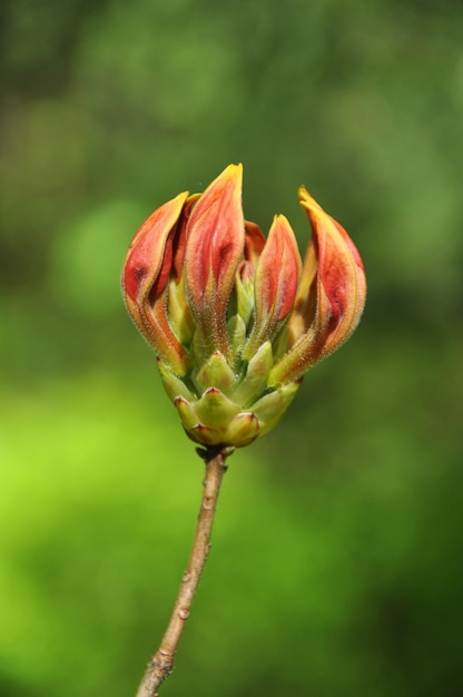 オレンジ色のシャクナゲの花のつぼみ