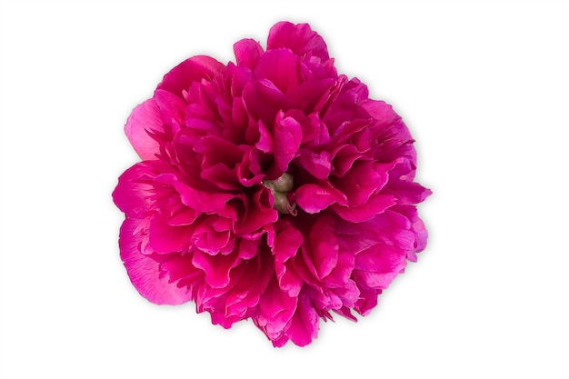 Bud of peony flower bright red or purple in artificial light, isolated on white surface.