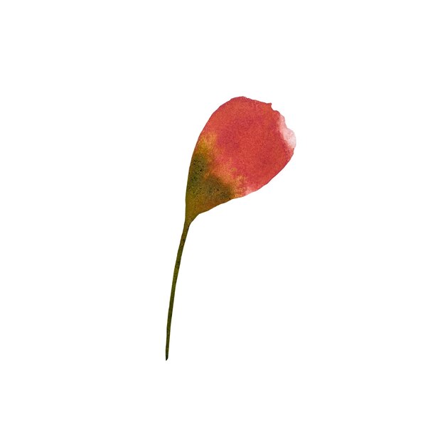 Фото Эскиз цветочного цветка бутона пиона мака акварельная иллюстрация ручная рисованная текстура и изолированная