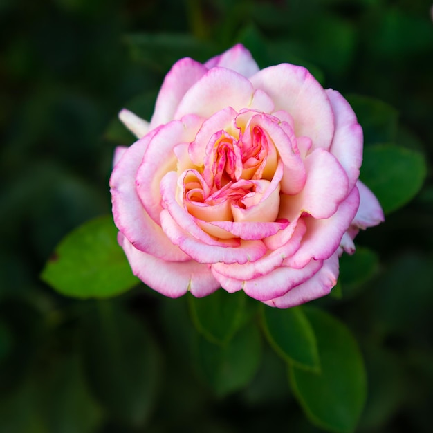 Bud of pink rose with blurred green natural background