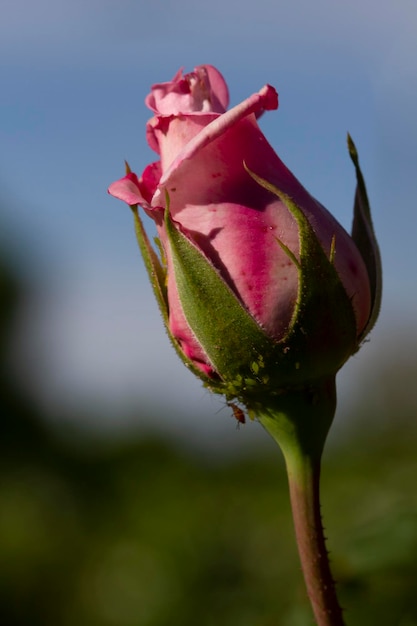 Bud of a pink rose