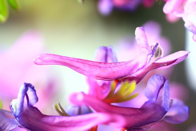 bud purple flower macro spring background