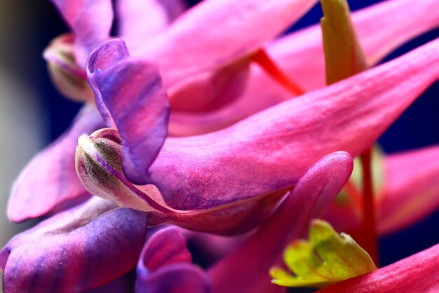 Bud purple flower macro spring background