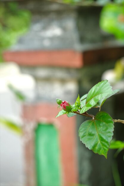 Бутон красного цветка гибискуса или башмакпланта в саду латинское название - hibiscus rosa sinensis