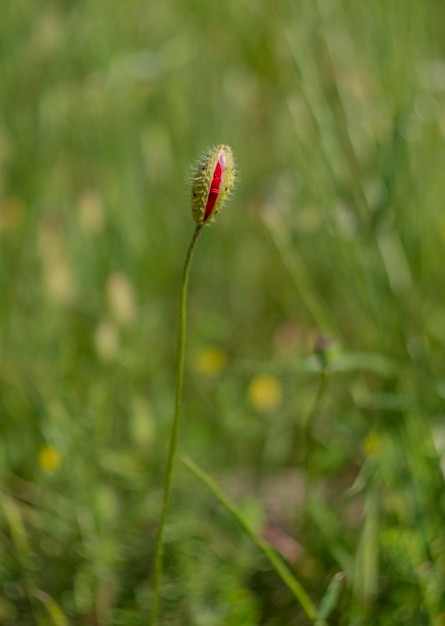 晴れた日の緑の草の中に赤いポピーの花を芽