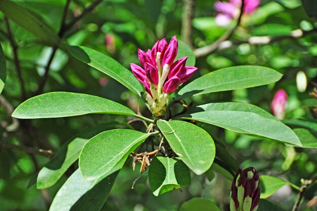 Bud of red rhododendron flower