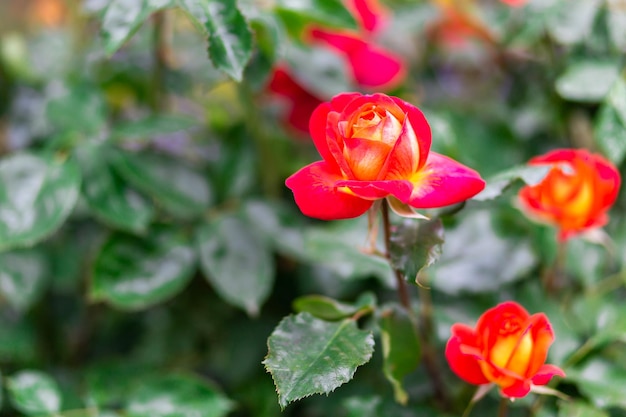 Bud of a red rose on a blurred background of green leaves closeup