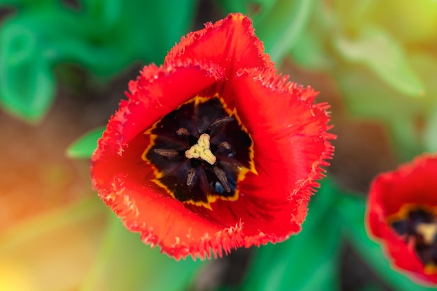 Bud of a red tulip in a flower bed top view