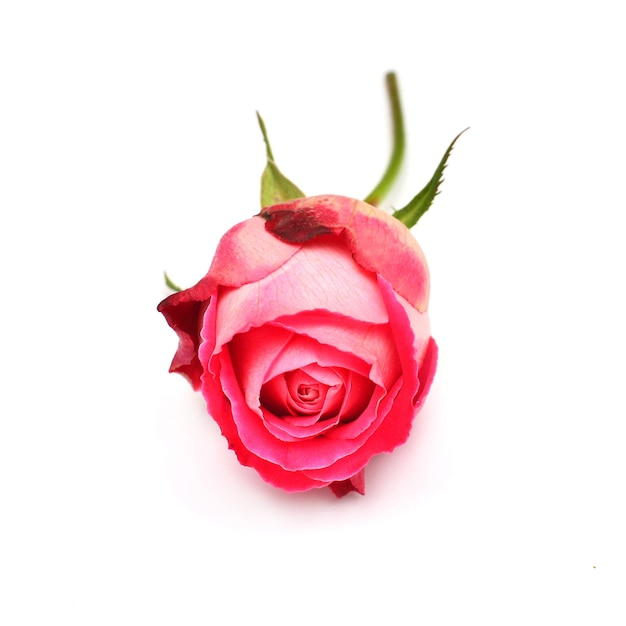 Бутон розы красивый розовый цветок на белом фоне. Свадебная открытка. Приветствие. Лето. Весна. Плоская планировка, вид сверху. Любовь. День святого Валентина