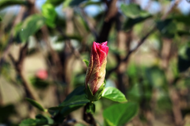 A bud of a rose bud is blooming in the spring.