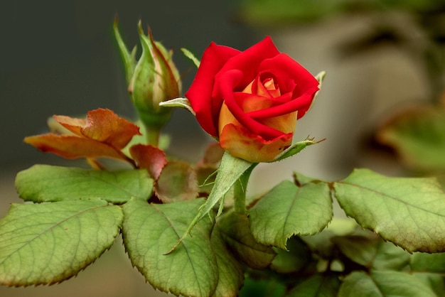 Bud of scarlet rose in garden close up