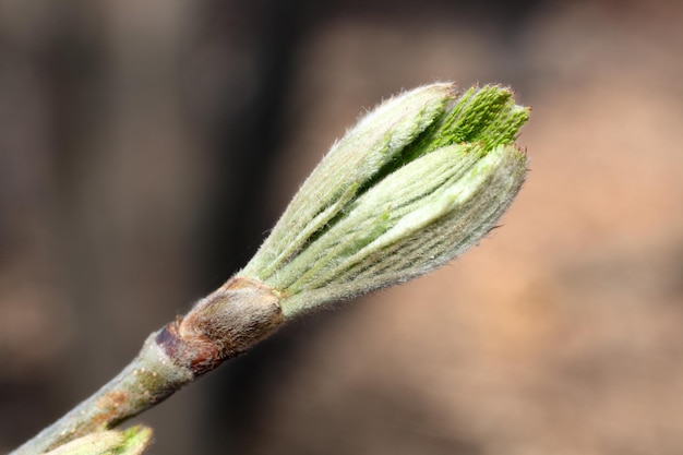 Bud on spring tree