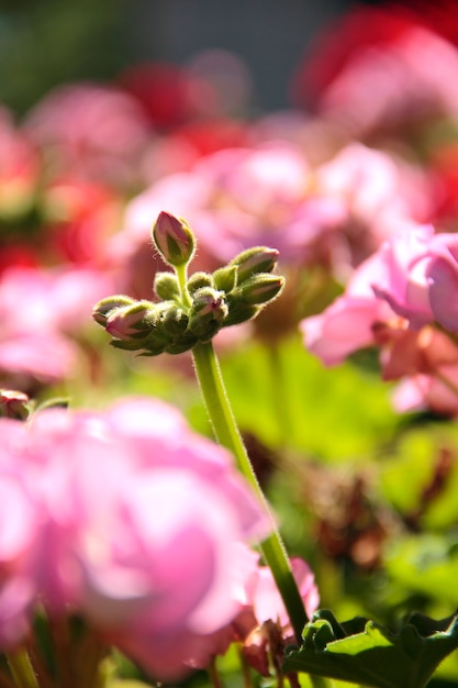 咲くピンクの花に囲まれた芽